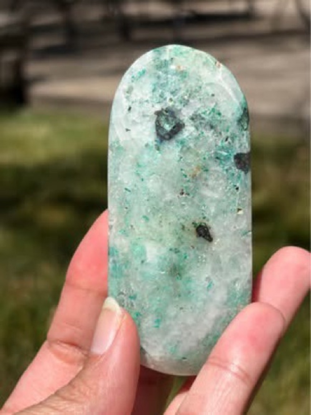 Phoenix Stone Palm